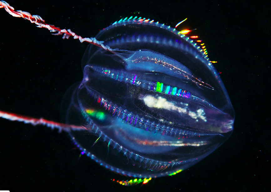 7 Organisme Biolumenescence Menakjubkan