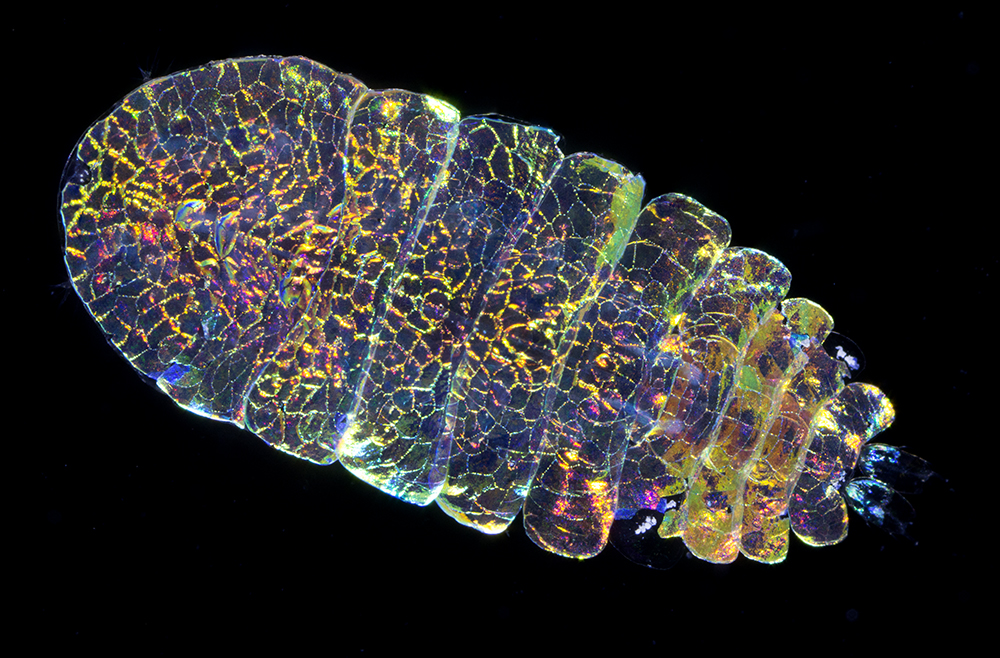 7 Organisme Biolumenescence Menakjubkan
