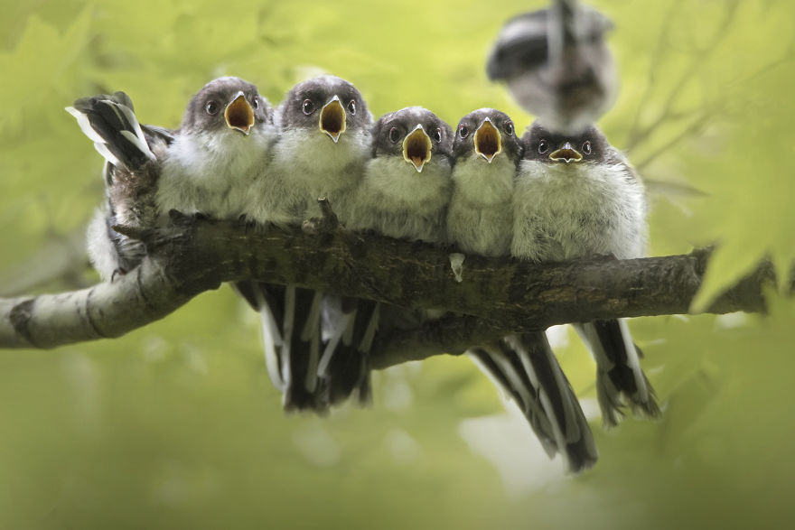 Cekidot gansis, Foto menakjubkan para pemenang Nature Photographer of the Year 20019