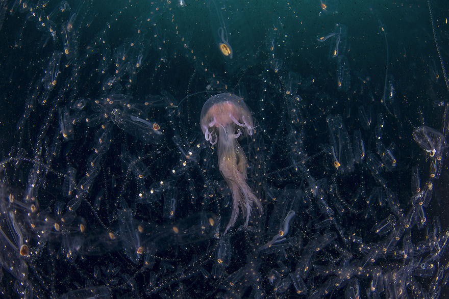 Cekidot gansis, Foto menakjubkan para pemenang Nature Photographer of the Year 20019