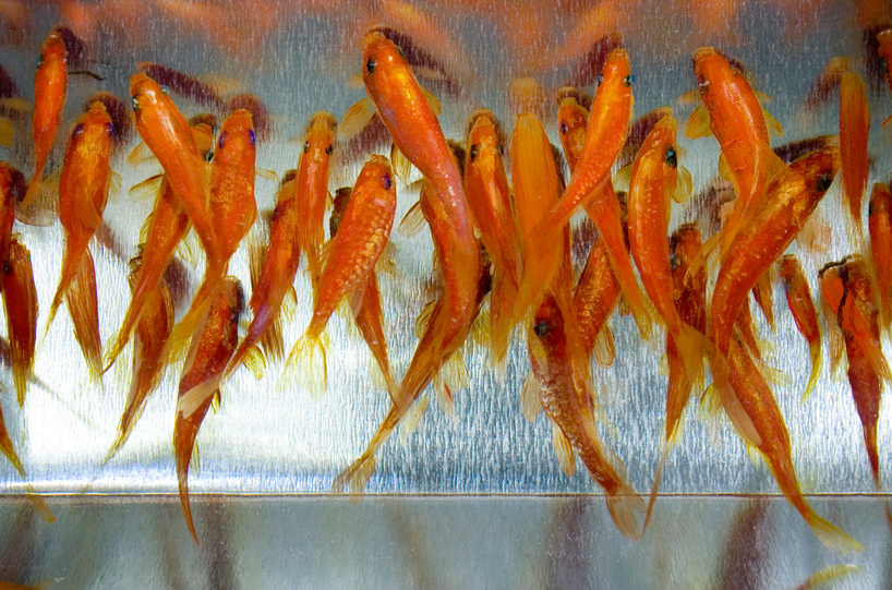 &quot;Goldfish Salvation&quot; Riusuke Fukahori - Crazy 3D Painting