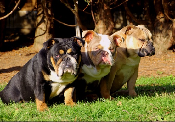 english-bulldog-lovers