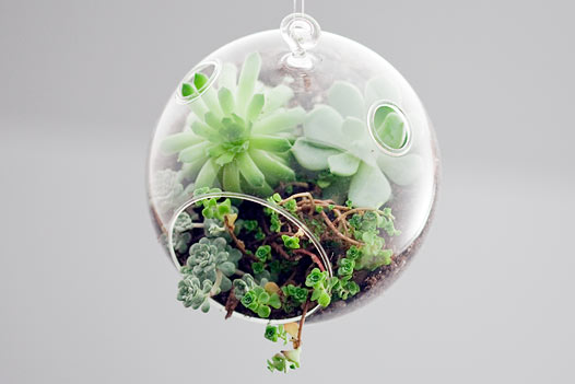 tanaman terrarium (seno dalam kaca)