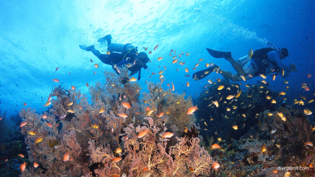 Destinasi Diving/Snorkling Yang Wajib Agan Coba!