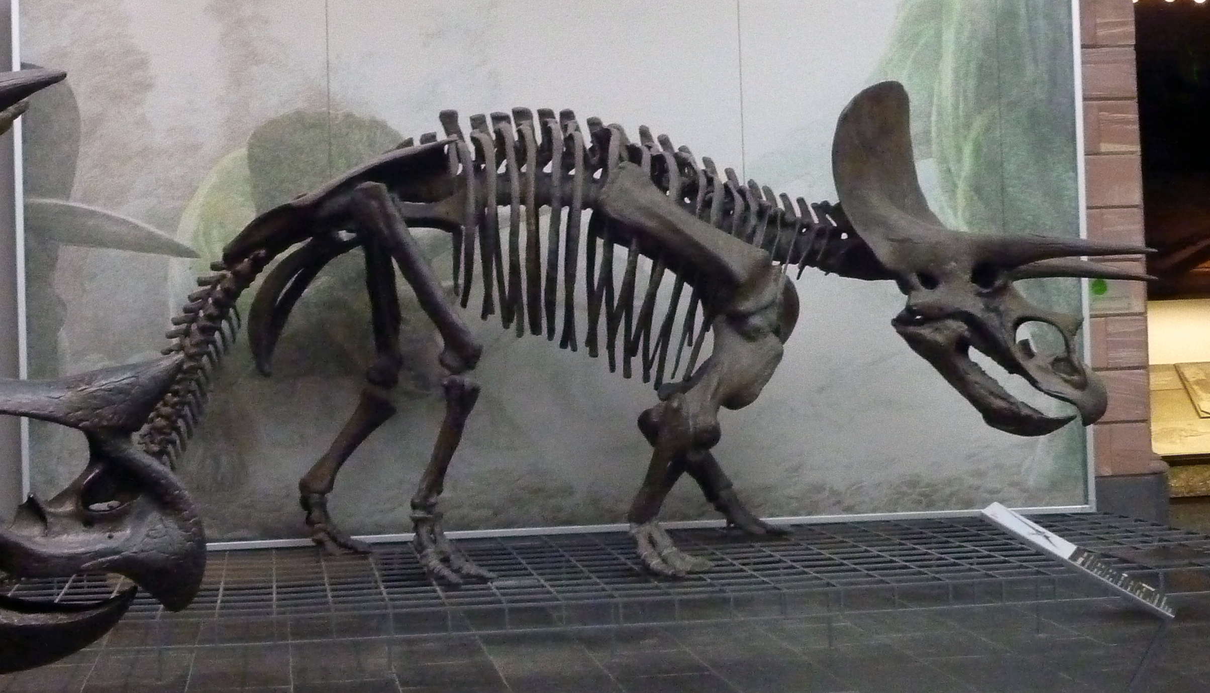  Sejarah  Dinosaurus  dan Hewan  Purba  yang agan belum tahu 