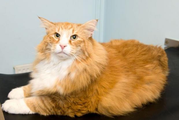 &#91;BIKIN NGAKAK&#93; Terlalu Gemuk, Kucing Ini Dibantu Anjing untuk Turunkan Berat Badan