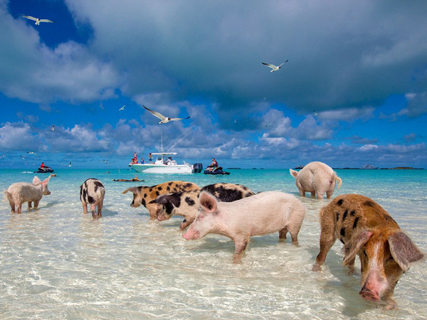 Mau Berenang Bareng Babi? Ke Pantai Ini Aja, Gan!