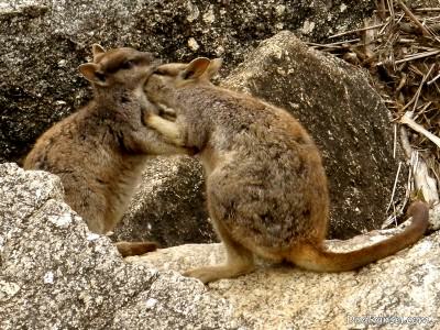 Tahukah Agan Hewan-Hewan Berkantung Selain Kanguru?
