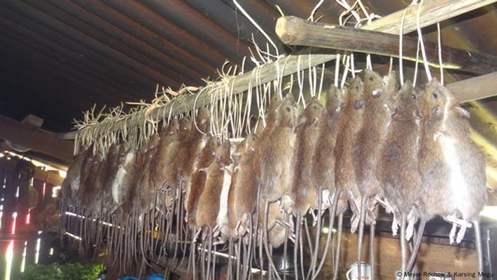 Ada Tradisi Makan Tikus di India