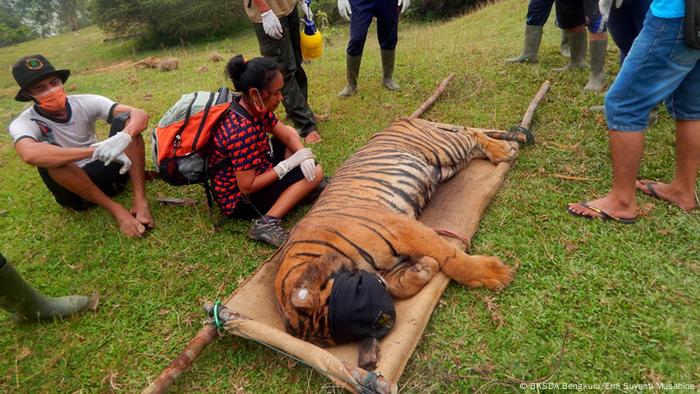 Satwa Langka yang Cuma Bisa Ditemukan di Indonesia