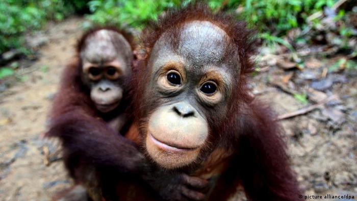 Heart of Borneo, masihkah menjadi &quot;rumah yang nyaman&quot; bagi Orangutan?