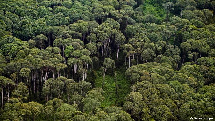 bagaimana-ambisi-iklim-eropa-membunuh-hutan-indonesia