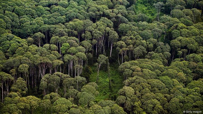 bagaimana-ambisi-iklim-eropa-membunuh-hutan-indonesia