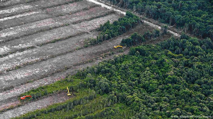 Bagaimana Ambisi Iklim Eropa Membunuh Hutan Indonesia