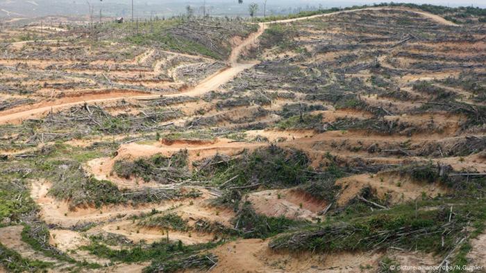 Bagaimana Ambisi Iklim Eropa Membunuh Hutan Indonesia
