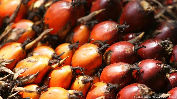 Bagaimana Ambisi Iklim Eropa Membunuh Hutan Indonesia