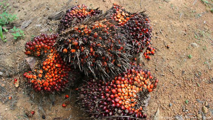Bagaimana Ambisi Iklim Eropa Membunuh Hutan Indonesia