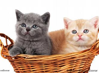 Posting Pemenggalan Kucing, Sulut Kemarahan