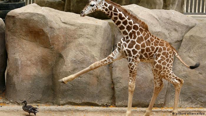 Persahabatan di Dunia Hewan