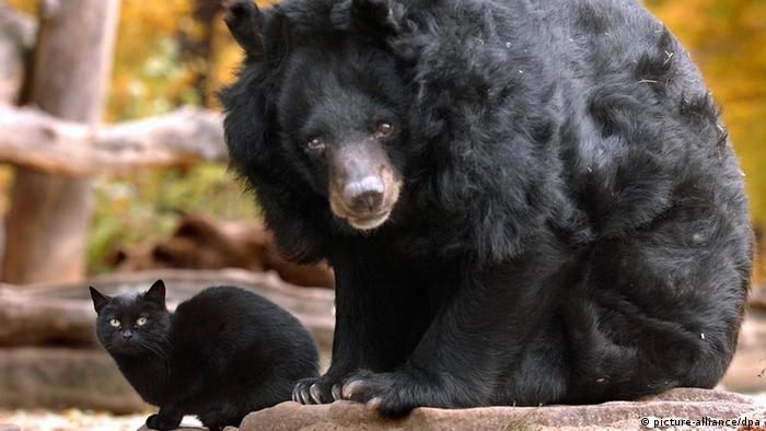 Persahabatan di Dunia Hewan