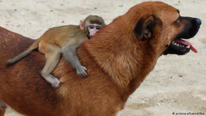 Persahabatan di Dunia Hewan