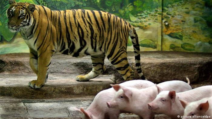 Persahabatan di Dunia Hewan