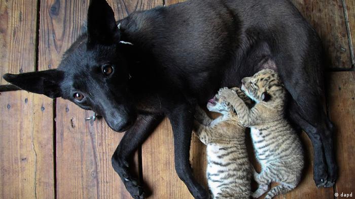 Persahabatan di Dunia Hewan