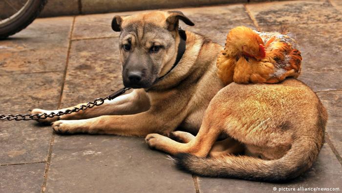 Persahabatan di Dunia Hewan