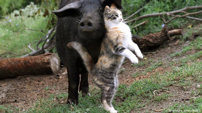 Persahabatan di Dunia Hewan