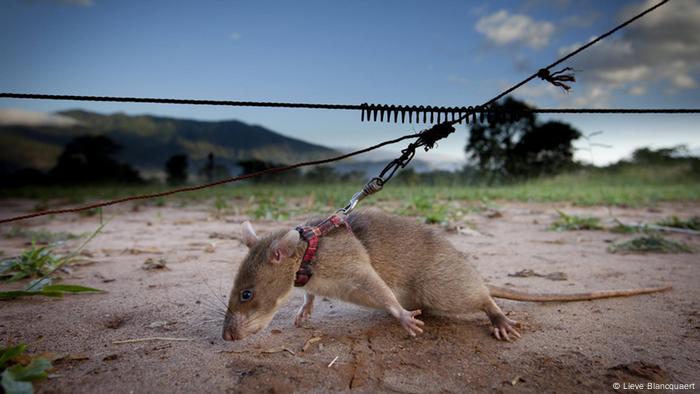 Tikus-Tikus Pahlawan Pelacak Ranjau di Afrika
