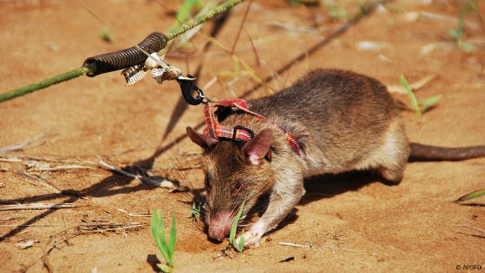 Tikus-Tikus Pahlawan Pelacak Ranjau di Afrika