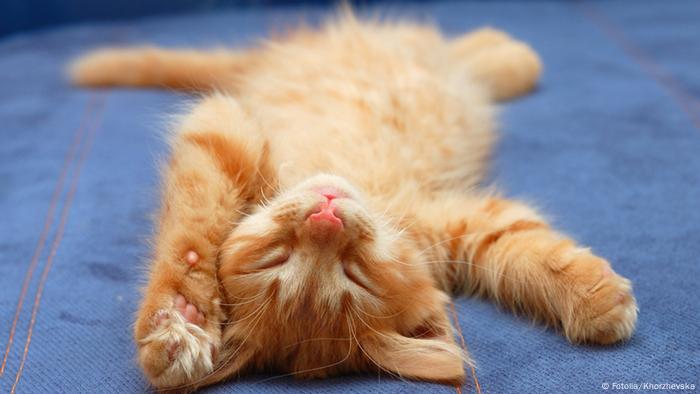 Posting Pemenggalan Kucing, Sulut Kemarahan