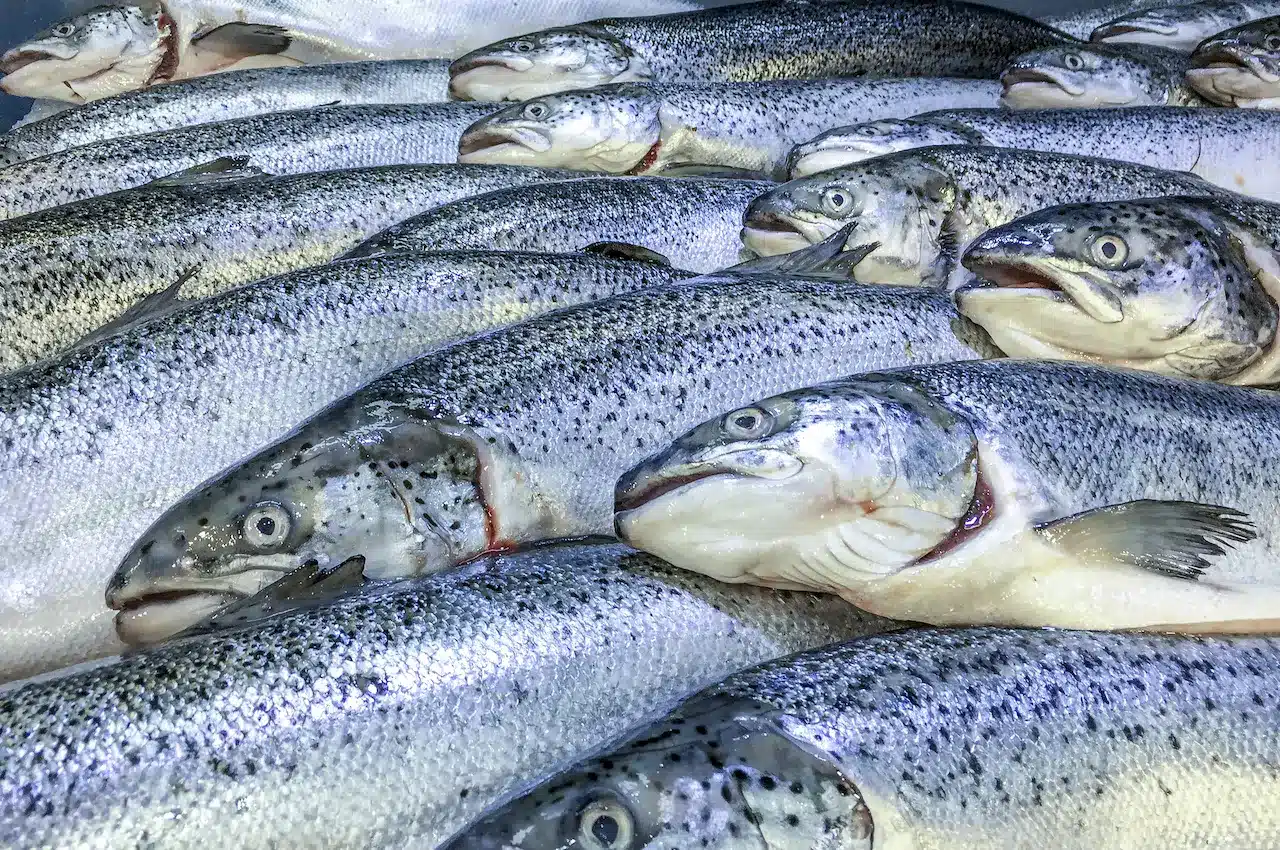 Inilah Alasan Mengapa Daging Ikan Berwarna Putih Atau Merah