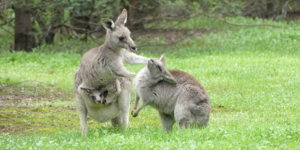 Haru dan sarat perjuangan, berikut kisah para "Single Mom" dari dunia hewan