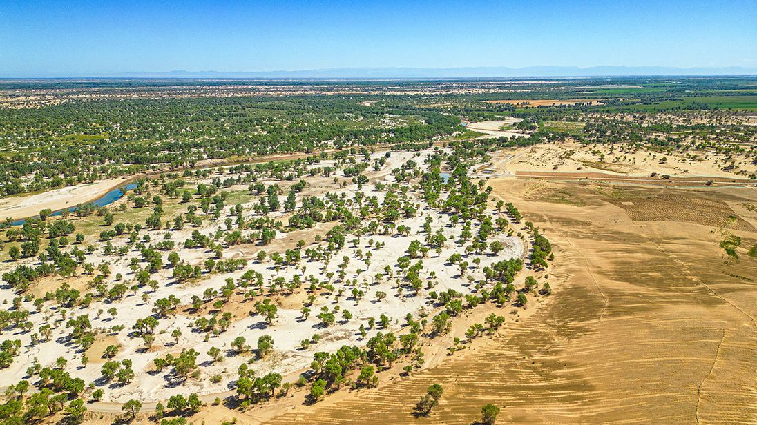 Tanam Pohon Selama 46 Tahun, 30jt HA, 3.050KM, China sukses Bangun Great Green Wall