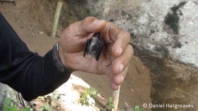 kelelawar terkecil di dunia