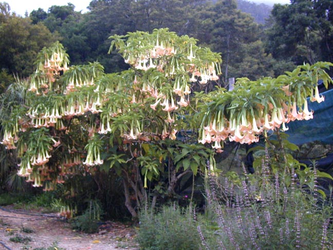 penjelasan-ilmiah-dibelakang-ilmu-gendam-dan-narkoba-paling-menakutkan-di-dunia
