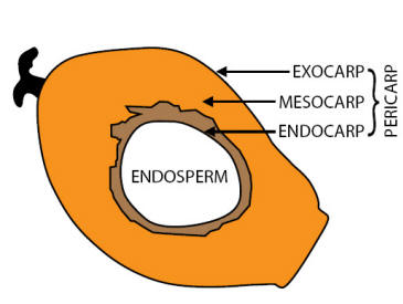 Apakah Anda Konsumen Minyak Sawit yang Bijak?