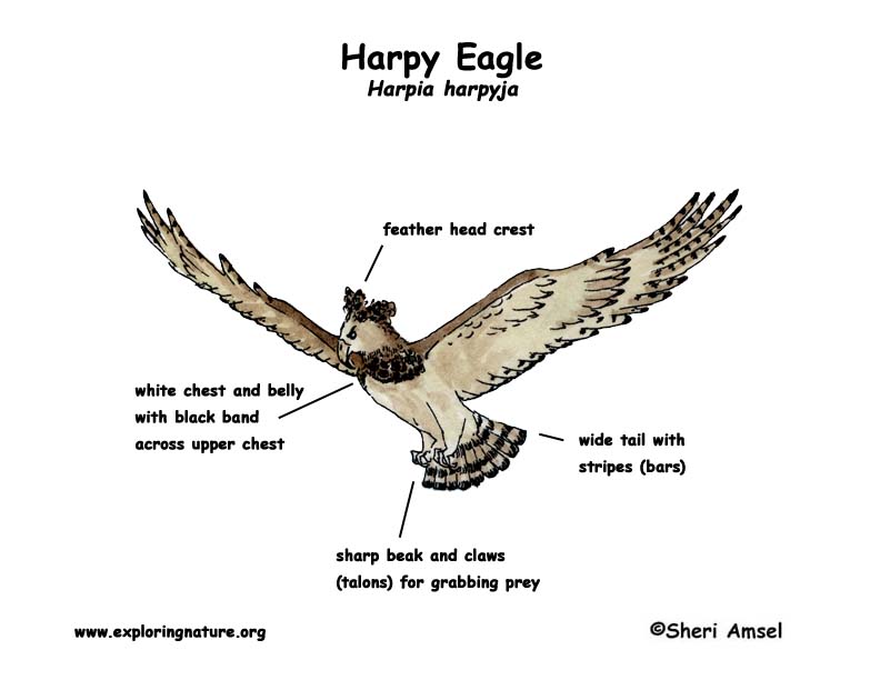 Harpy, Elang Terkuat dan Terbesar Yang Menjadi Legenda