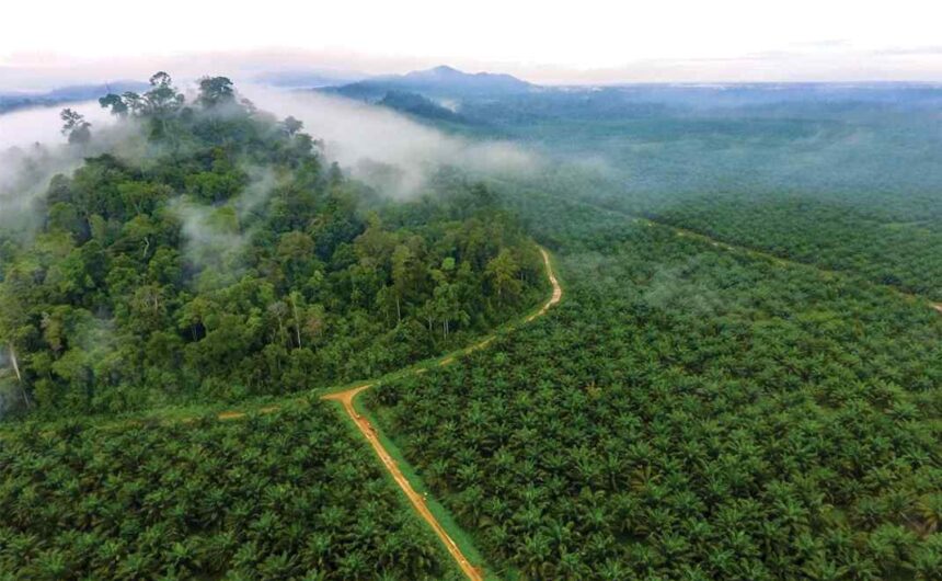 Dugaan Korupsi Dana Subsidi Sawit BPDPKS Rp179 T, Wilmar Group Disorot