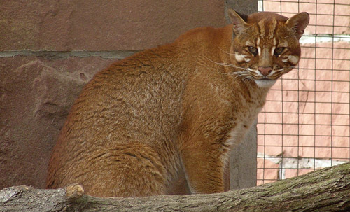 &#91;MEOOONGGG&#93; Temuan Kucing Langka di Hutan Kalimantan