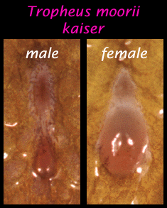 kaskus-image
