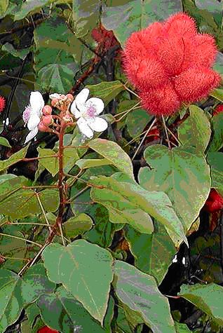 toga-tanaman-obat-keluarga