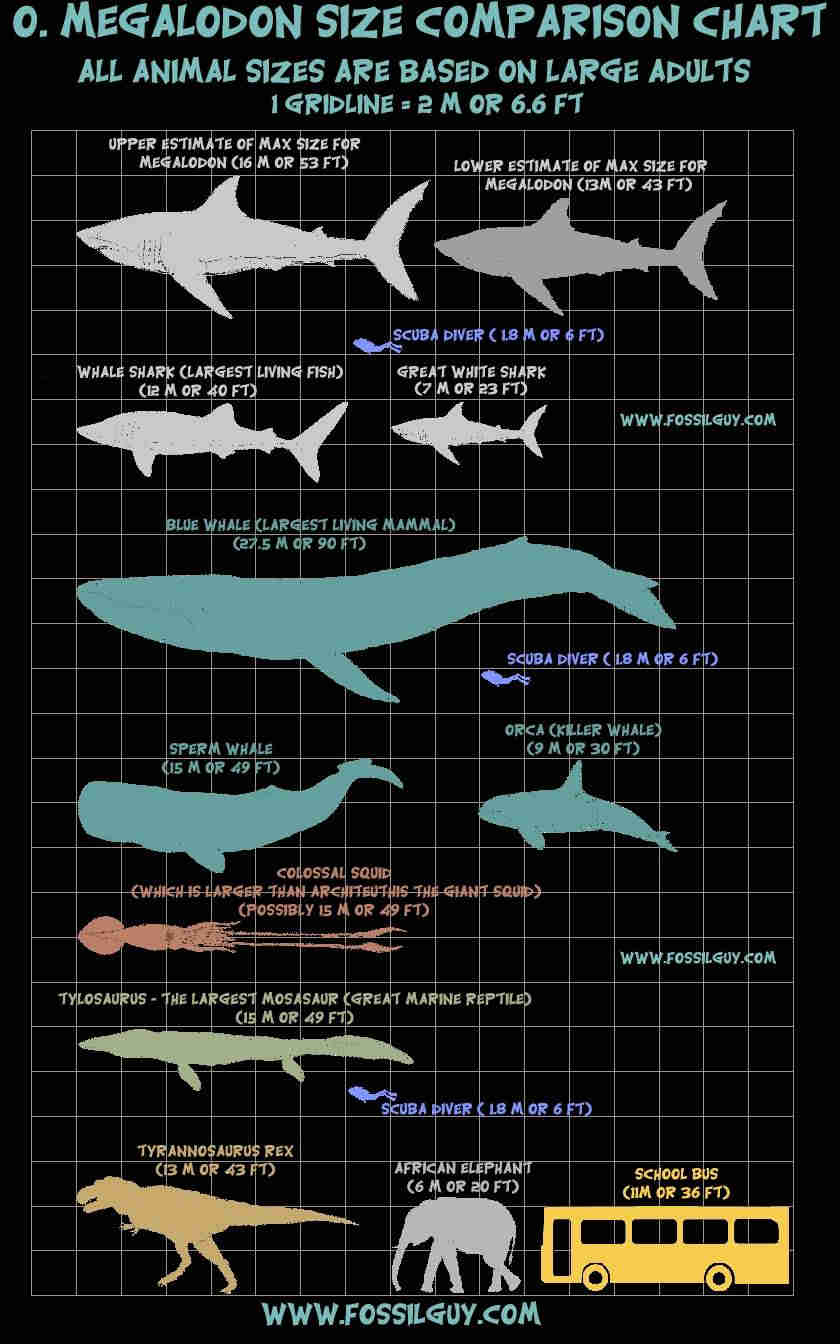 kabar-gembira-kabar-gembira-megalodon-hiu-purba-raksasa-ternyata-masih-hidup