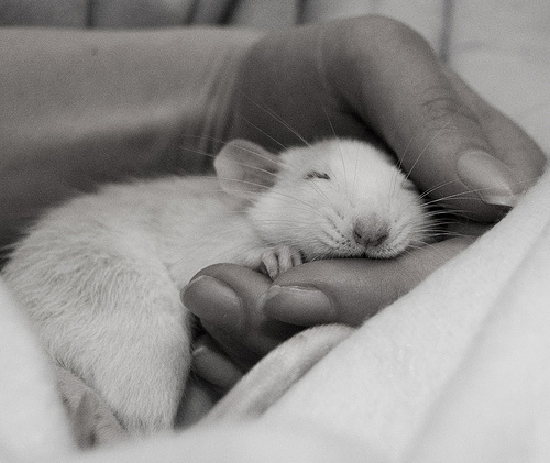 TIKUS ITU BINATANG LUCU GAN