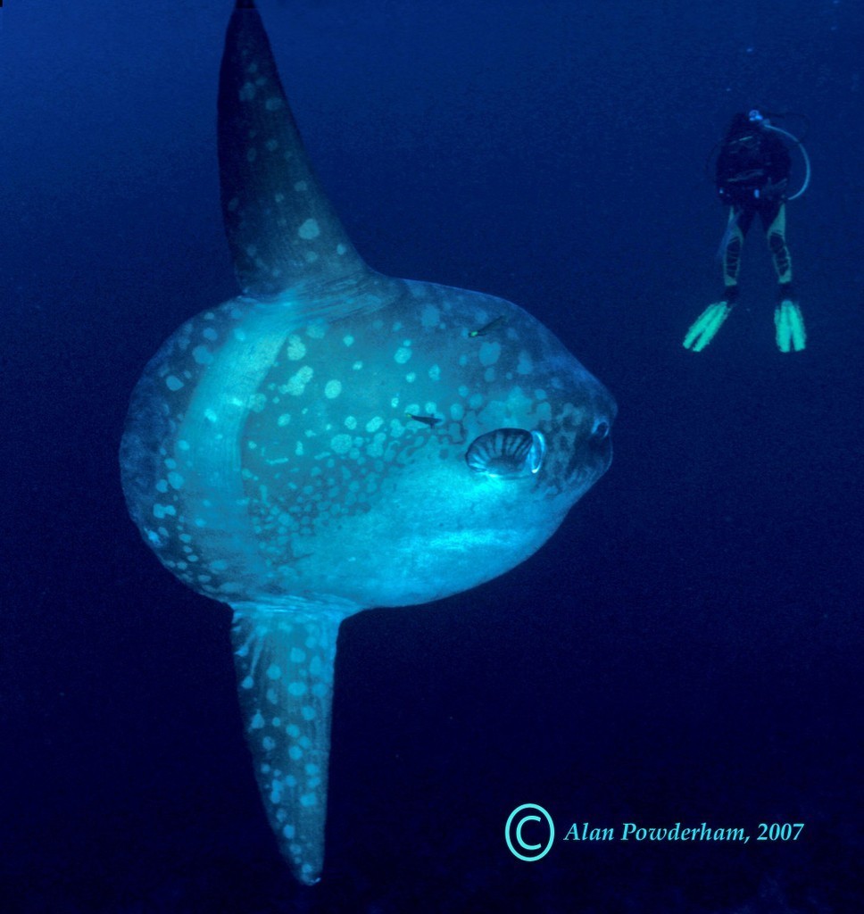 Mengenal Ikan Mola, ikan super !!!!
