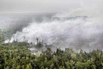 Inilah Perusahaan Pembakar Hutan yang Menyebabkan Kabut Asap