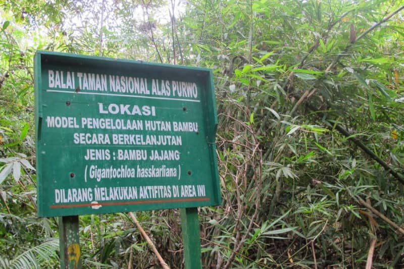 Menjelajah Alas Purwo, Hutan Terseram Di Timur Pulau Jawa Yang Kaya Wisata