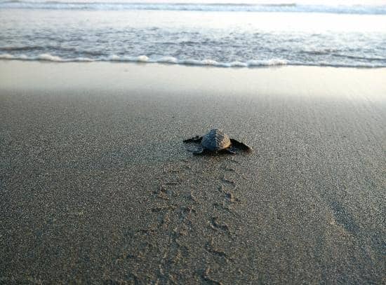 Menjelajah Alas Purwo, Hutan Terseram Di Timur Pulau Jawa Yang Kaya Wisata