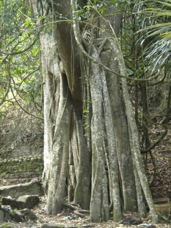 Mau tau bagaimana Pemakaman di Desa Trunyan Kintamani Bali? 